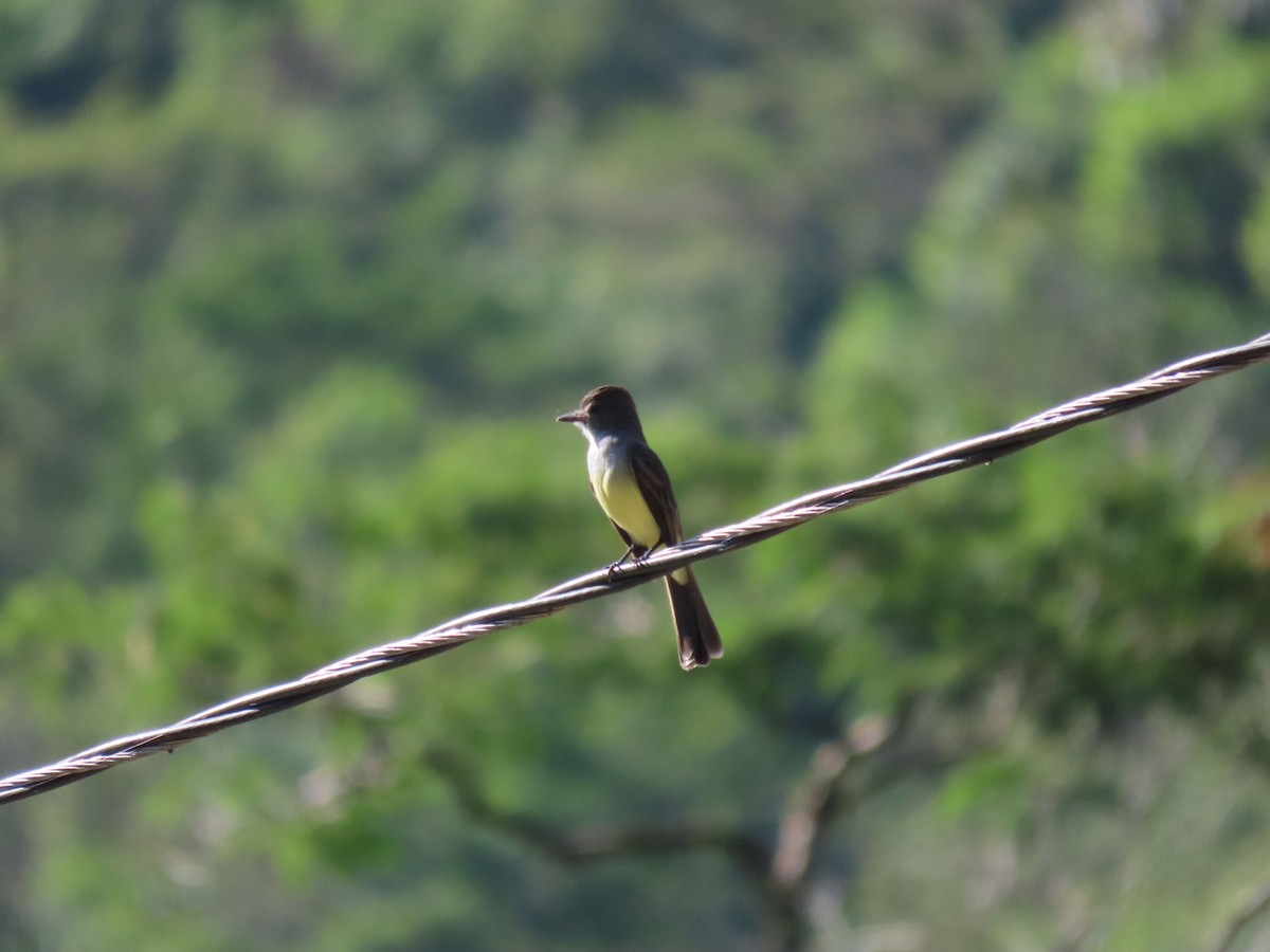 Short-crested Flycatcher - ML619089551