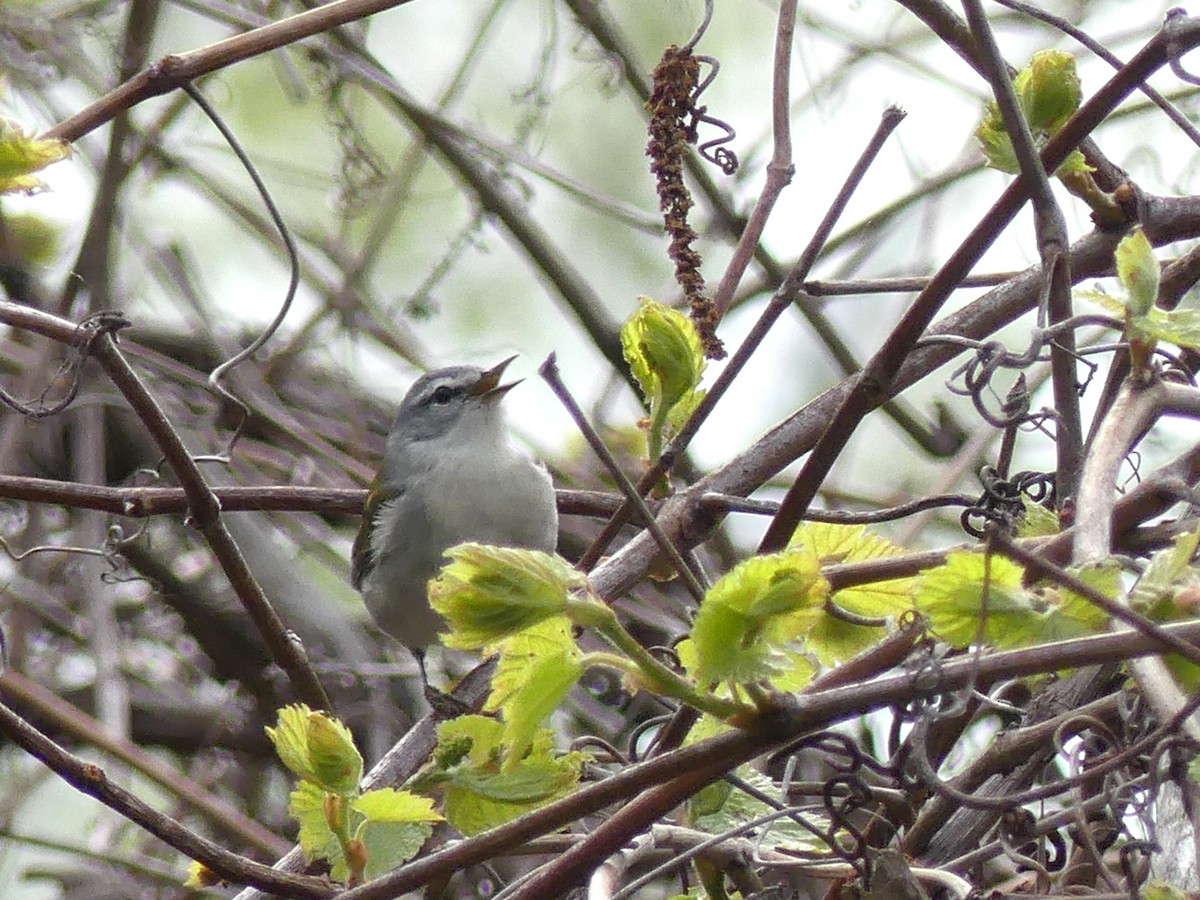 Tennessee Warbler - Alain Sylvain