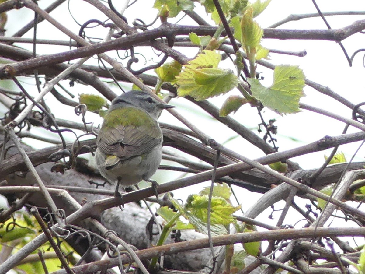 Tennessee Warbler - Alain Sylvain