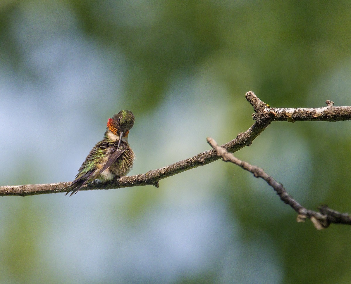 Ruby-throated Hummingbird - Tom Gilde