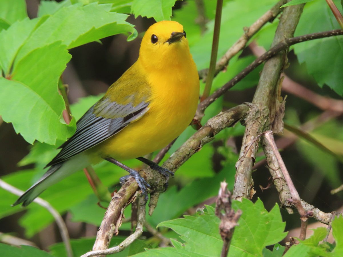 Prothonotary Warbler - Stephanie Parker