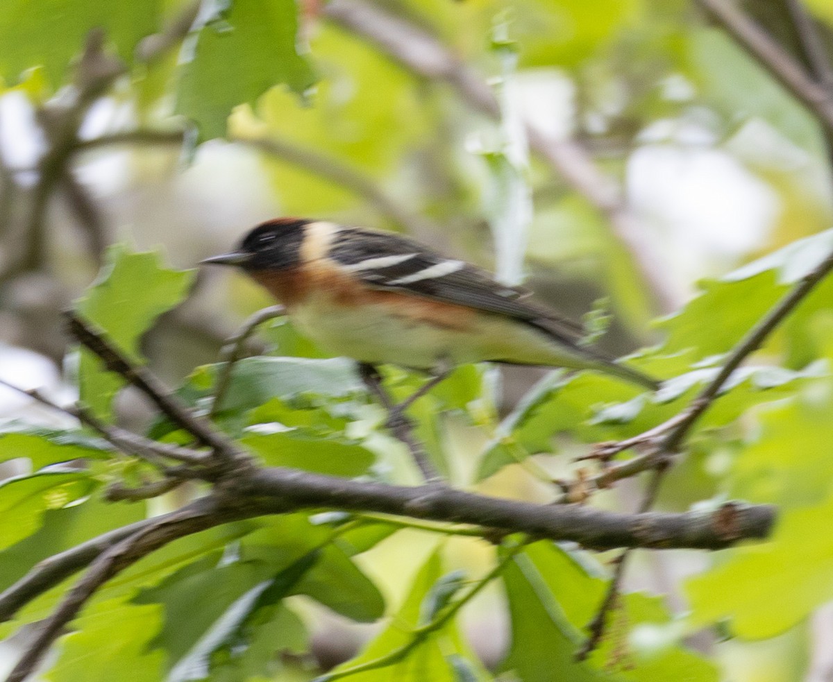 Bay-breasted Warbler - ML619089582