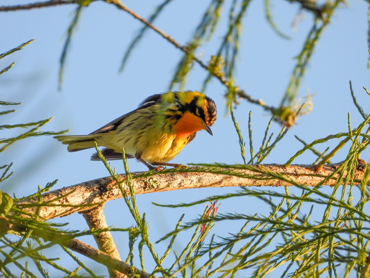 Blackburnian Warbler - Andrew Hamlett