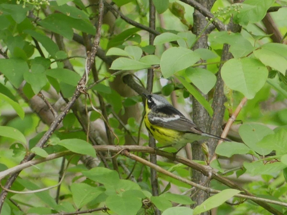 Magnolia Warbler - Alain Sylvain