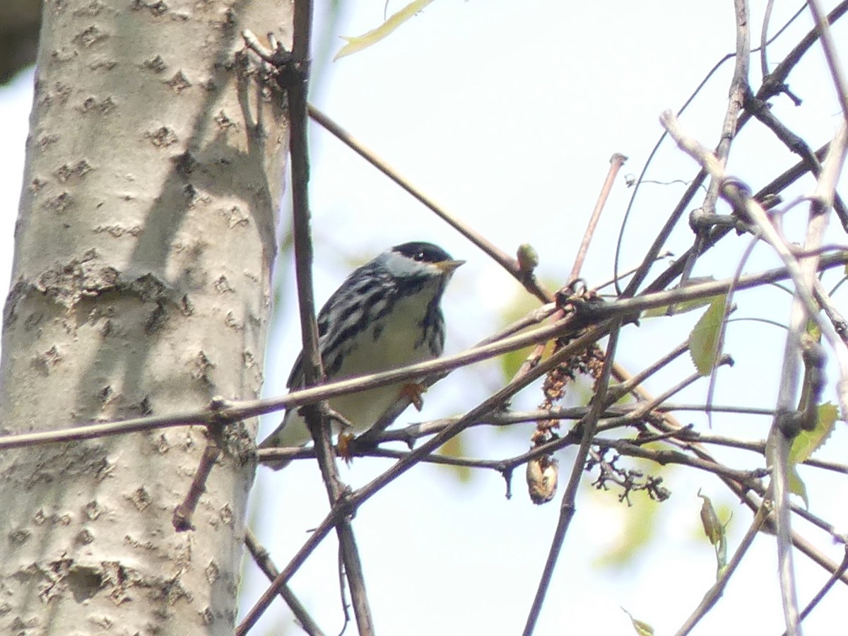 Blackpoll Warbler - Alain Sylvain