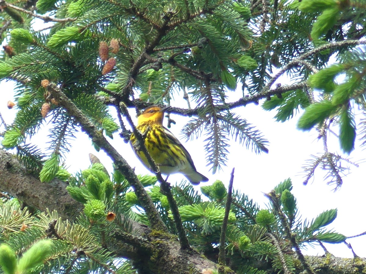 Cape May Warbler - Alain Sylvain