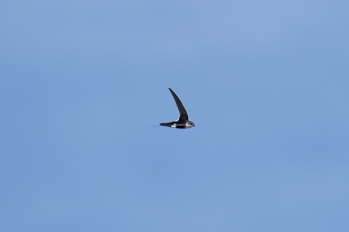 White-throated Swift - ML619089644