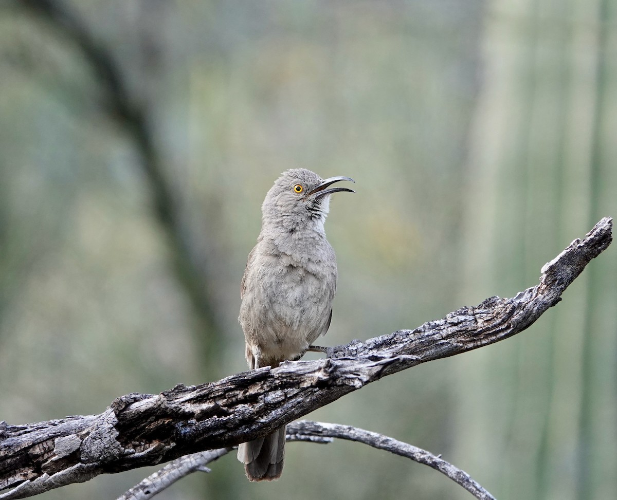 Curve-billed Thrasher - ML619089684