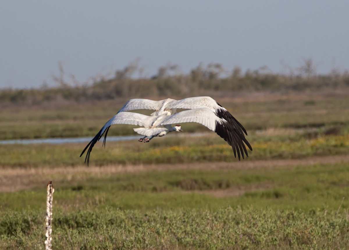 Whooping Crane - Keith Watson