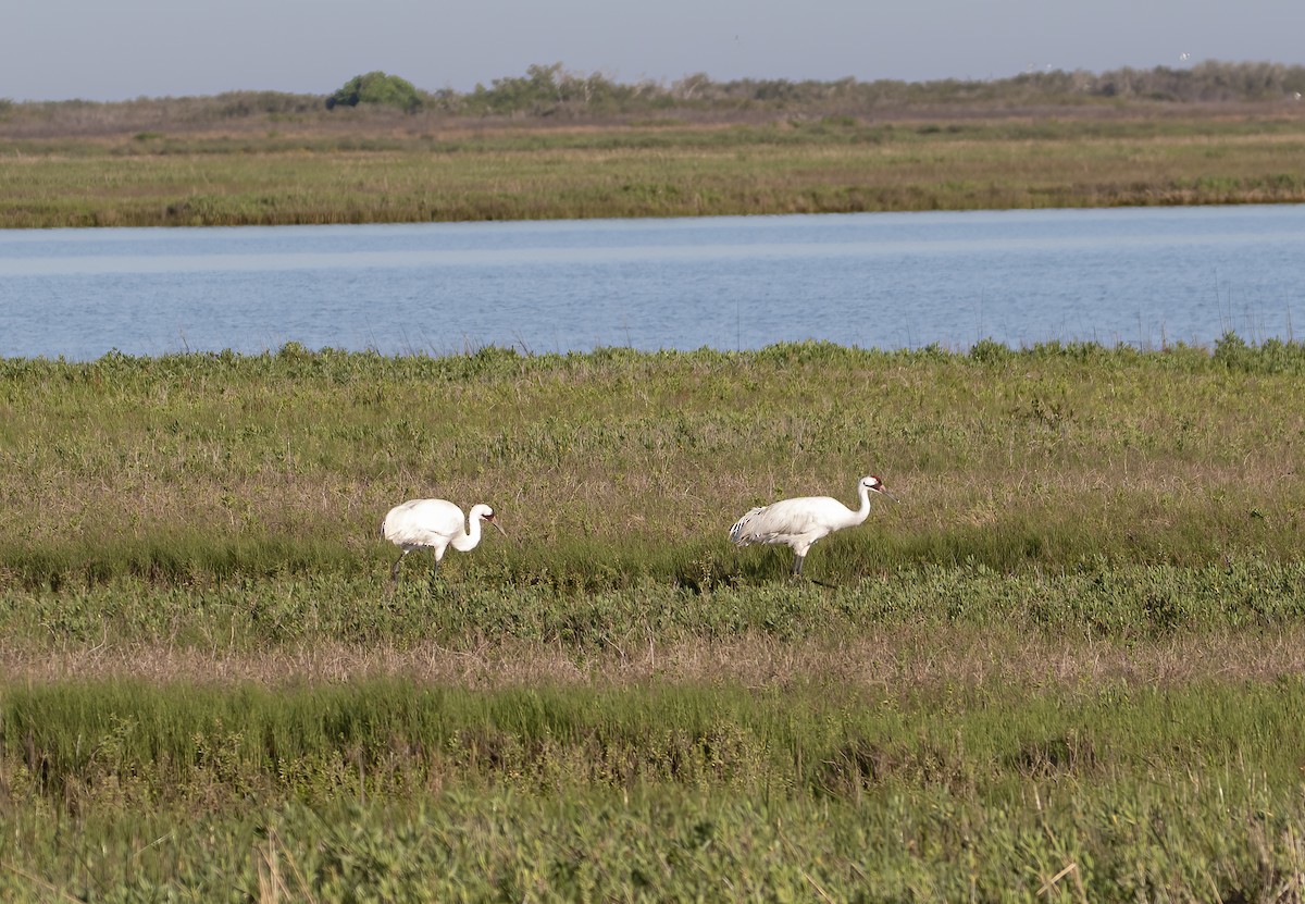 Whooping Crane - Keith Watson