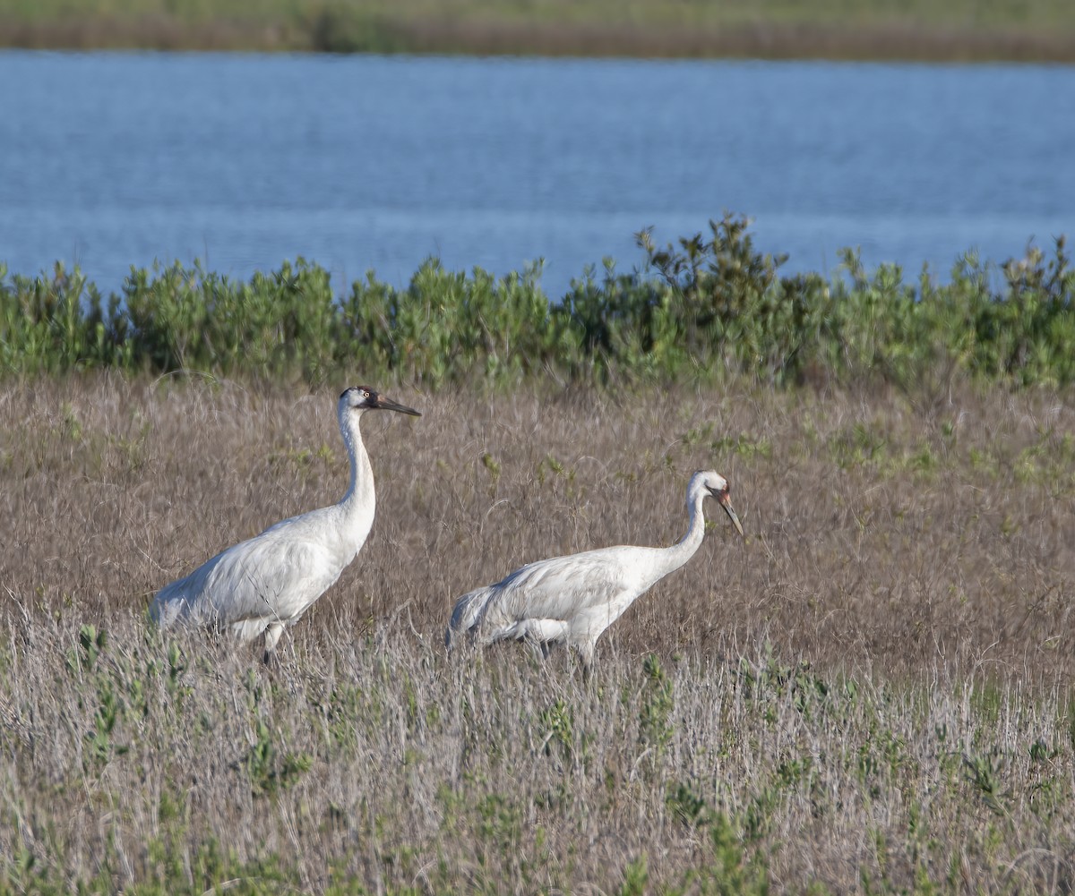 Whooping Crane - Keith Watson