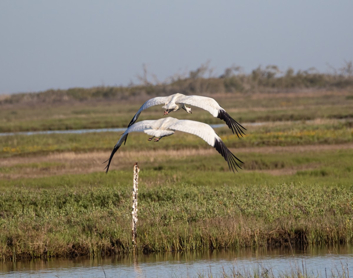 Whooping Crane - Keith Watson