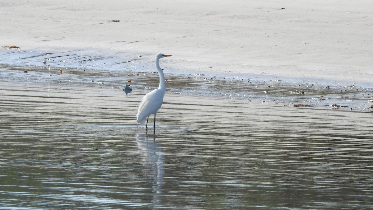 Great Egret - Vincent Glasser