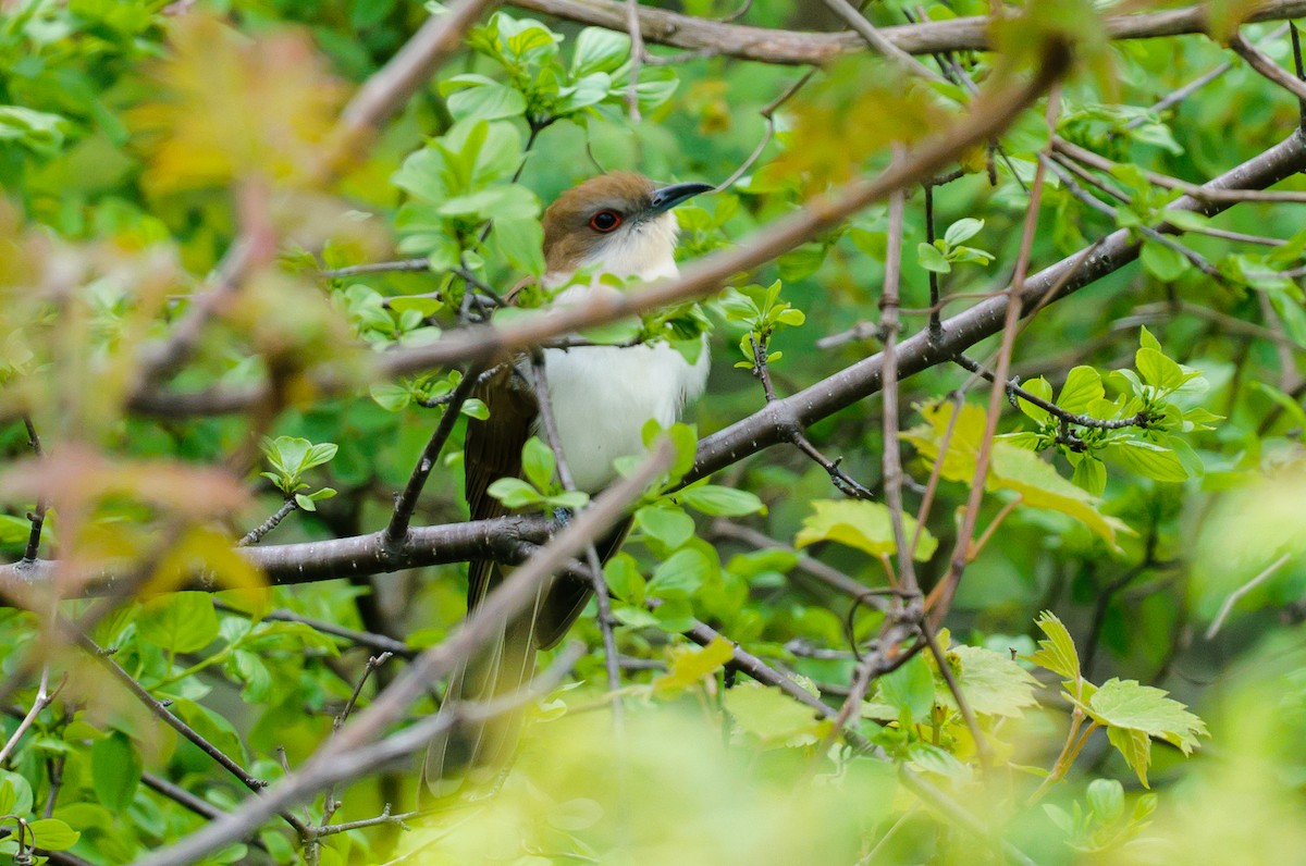 Black-billed Cuckoo - ML619089708