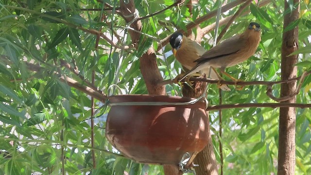 Brahminy Starling - ML619089710