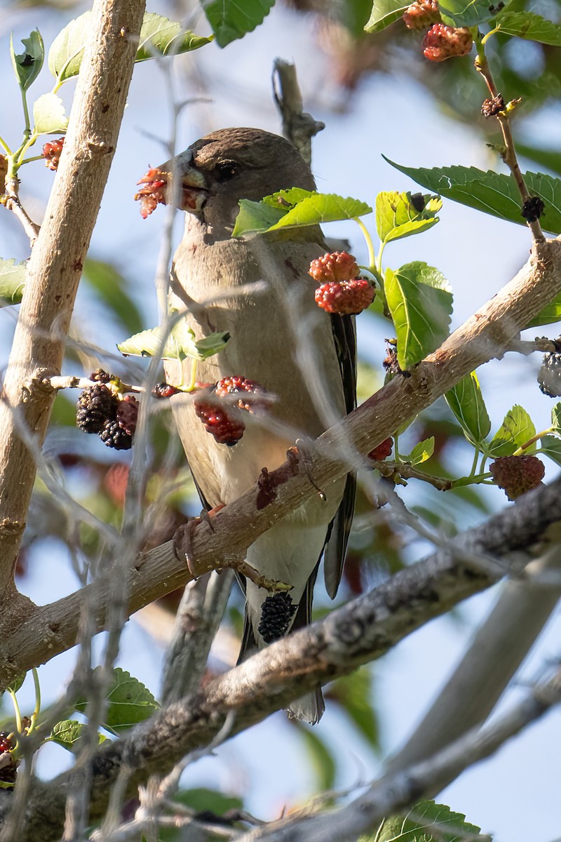 Evening Grosbeak - ML619089727