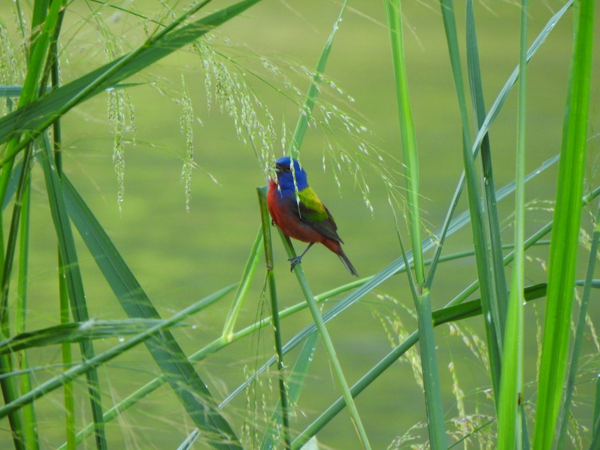 Painted Bunting - Anna Stalcup