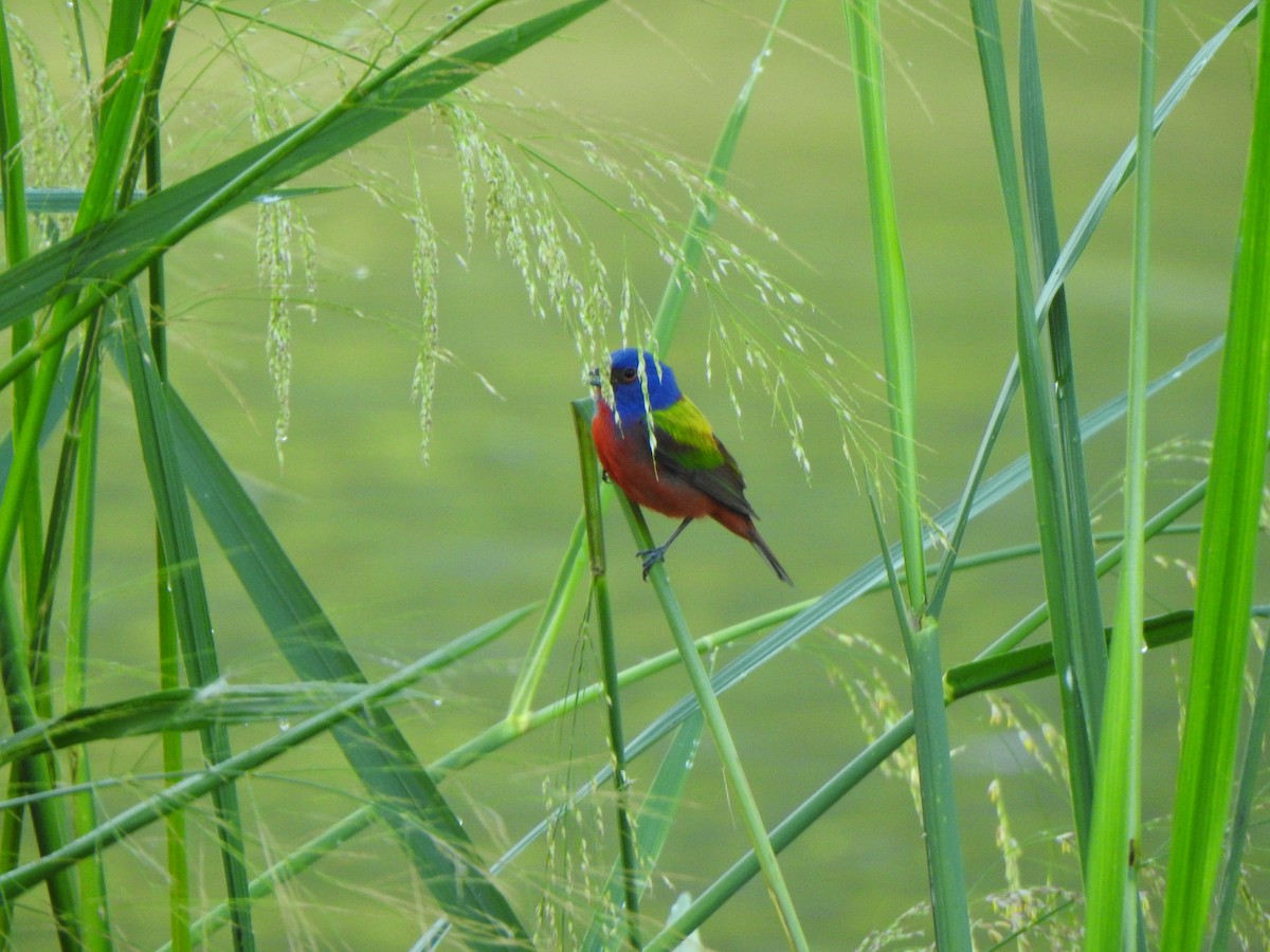 Painted Bunting - Anna Stalcup