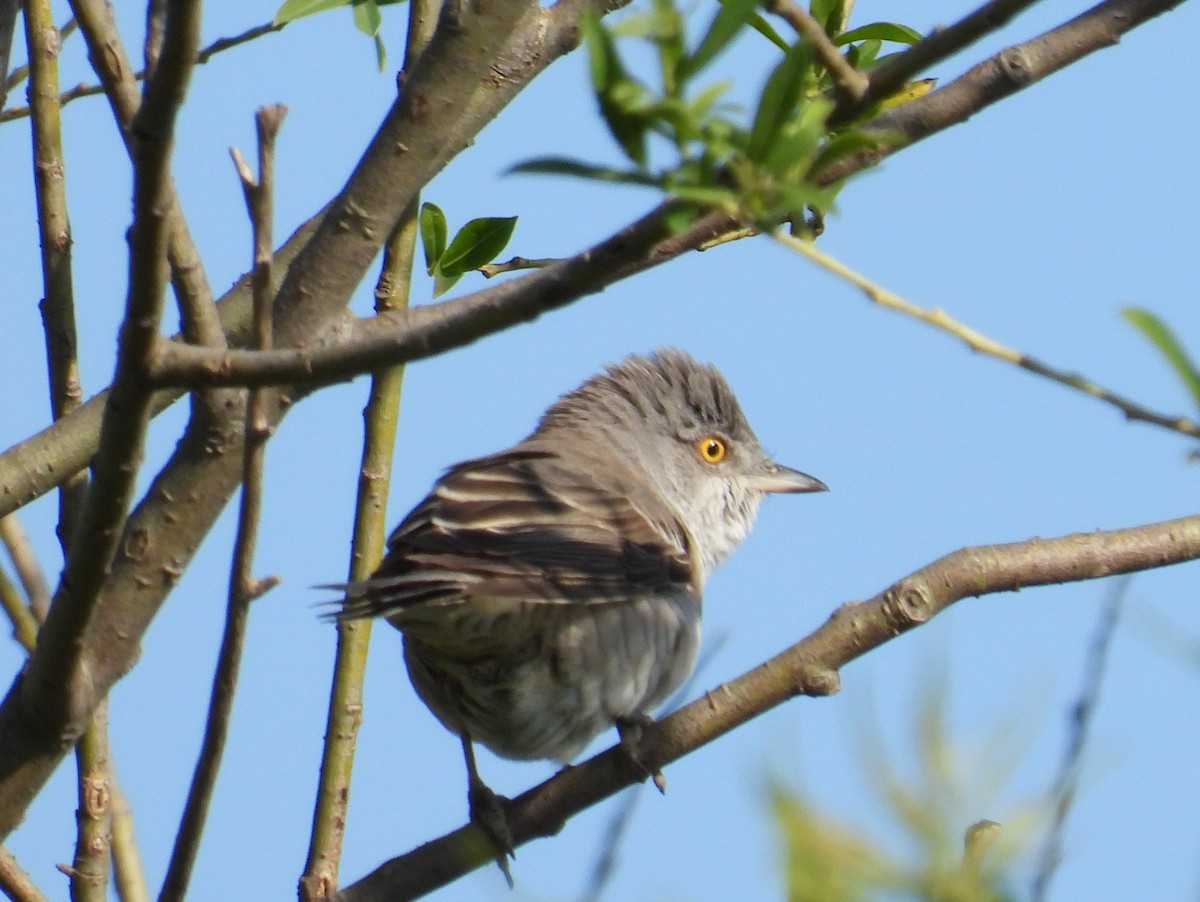 Barred Warbler - ML619089735