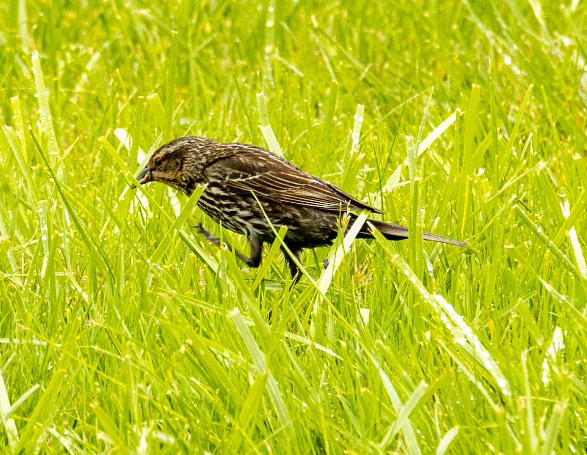 Red-winged Blackbird - ML619089740