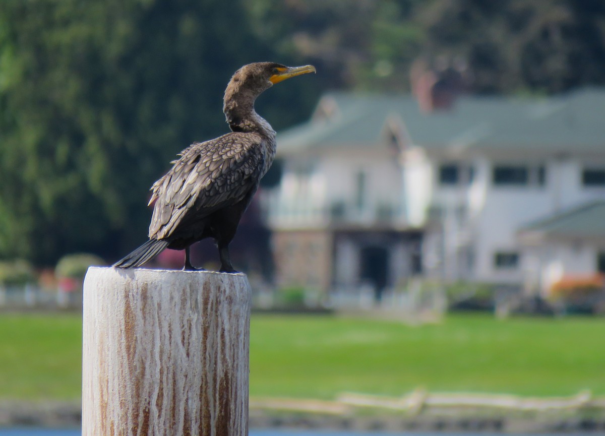 Double-crested Cormorant - ML619089745