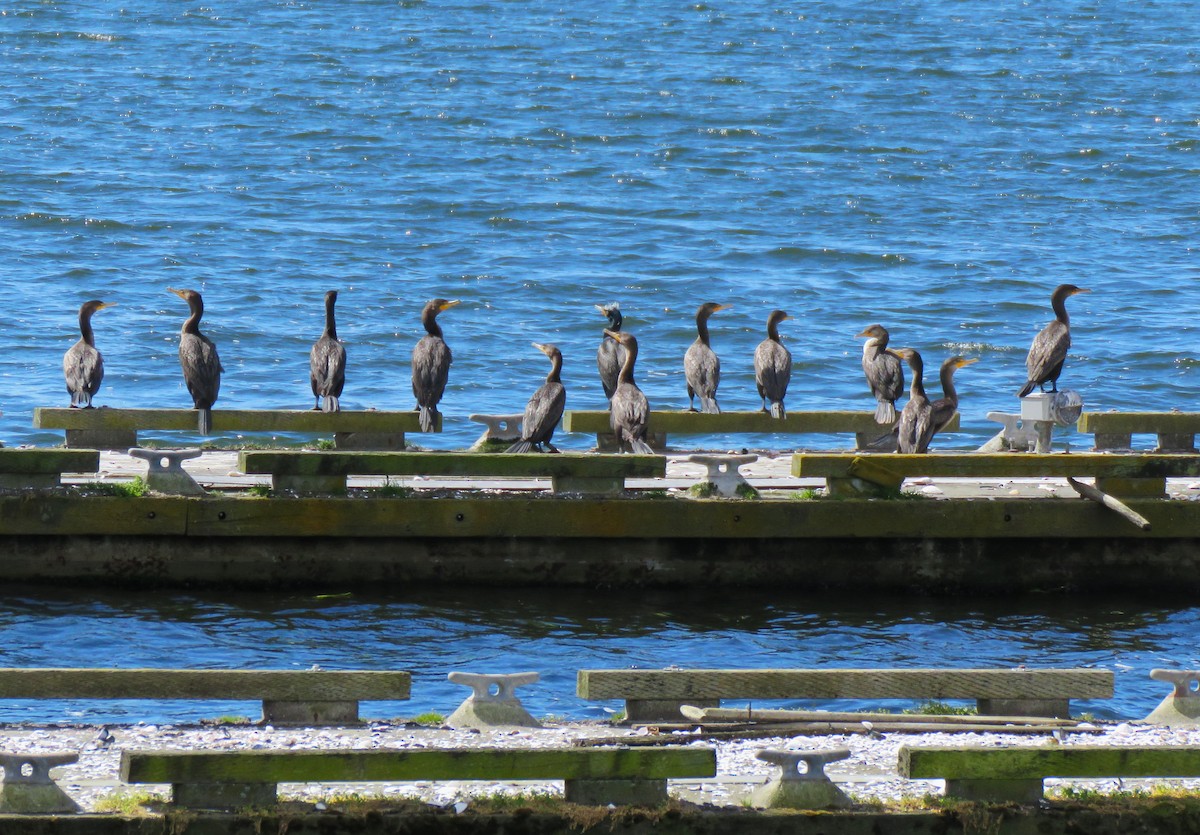 Double-crested Cormorant - ML619089746