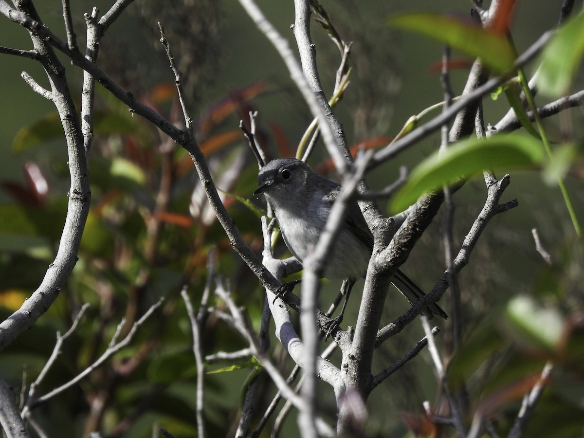 Blue-gray Gnatcatcher - ML619089753