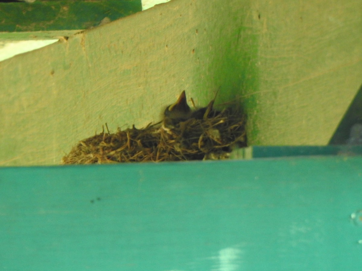 Eastern Phoebe - Anna Stalcup