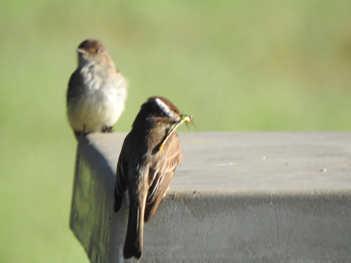 Eastern Phoebe - Anna Stalcup