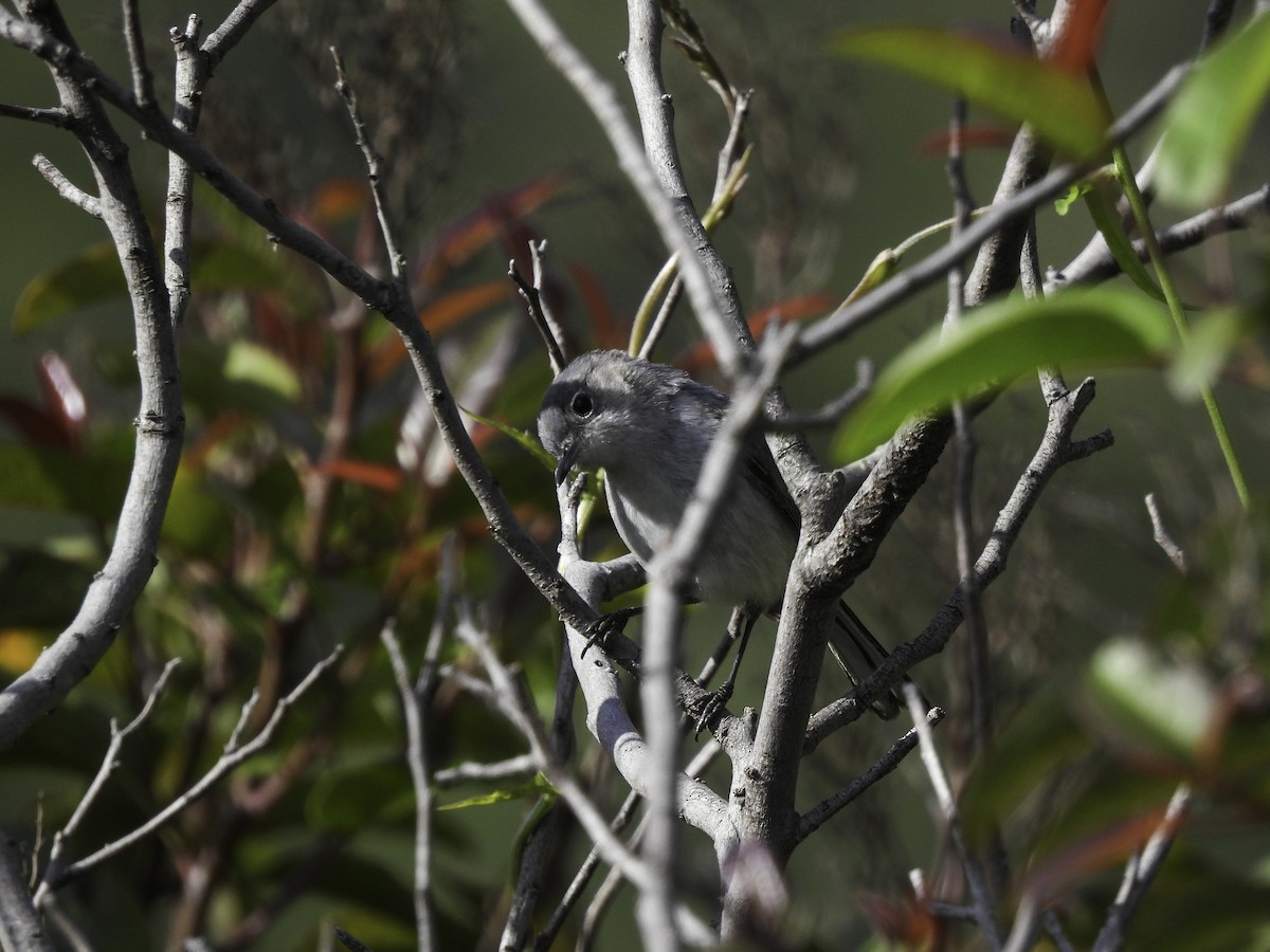 Blue-gray Gnatcatcher - ML619089757