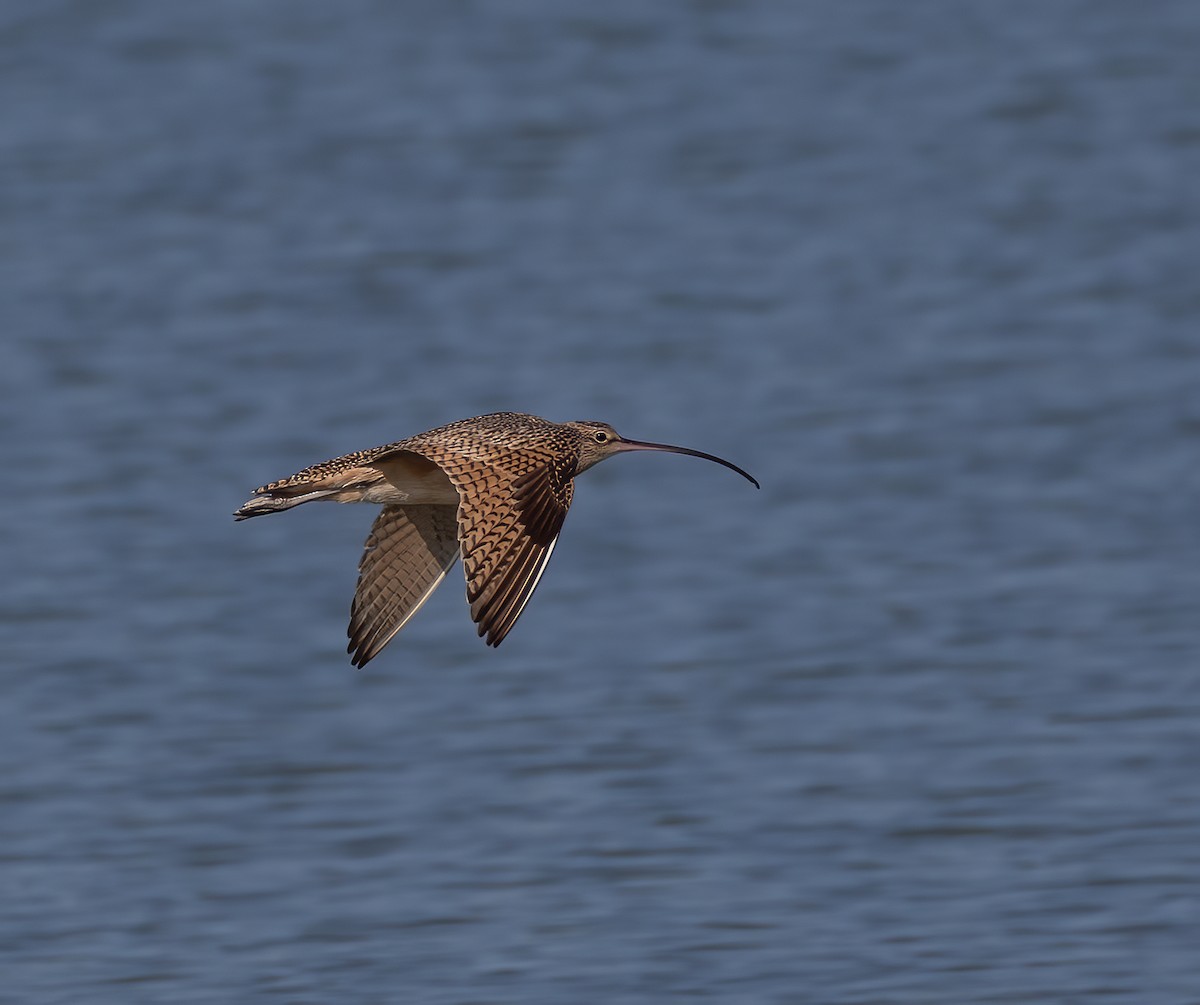 Long-billed Curlew - ML619089761