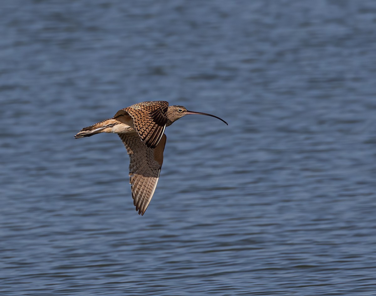 Long-billed Curlew - ML619089762