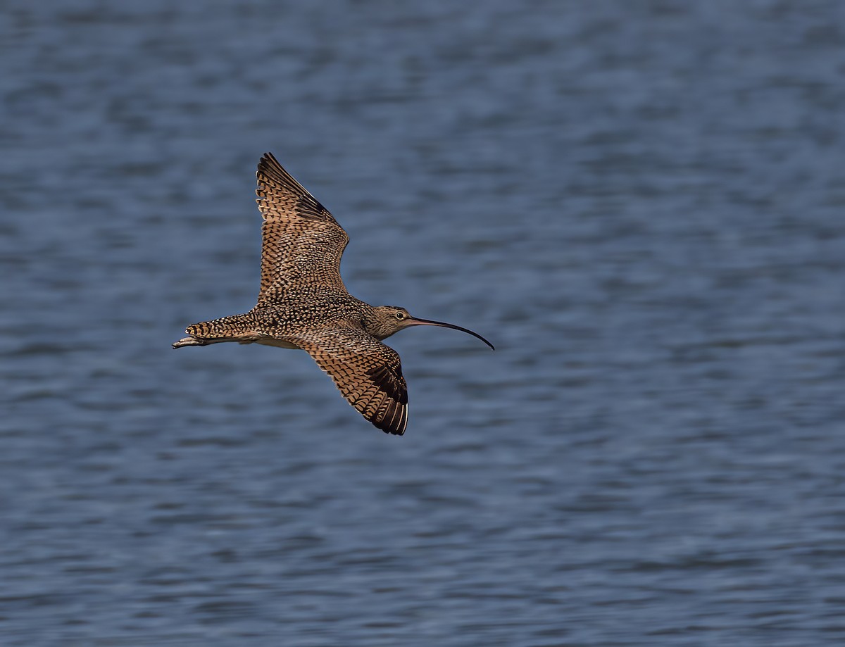 Long-billed Curlew - ML619089763