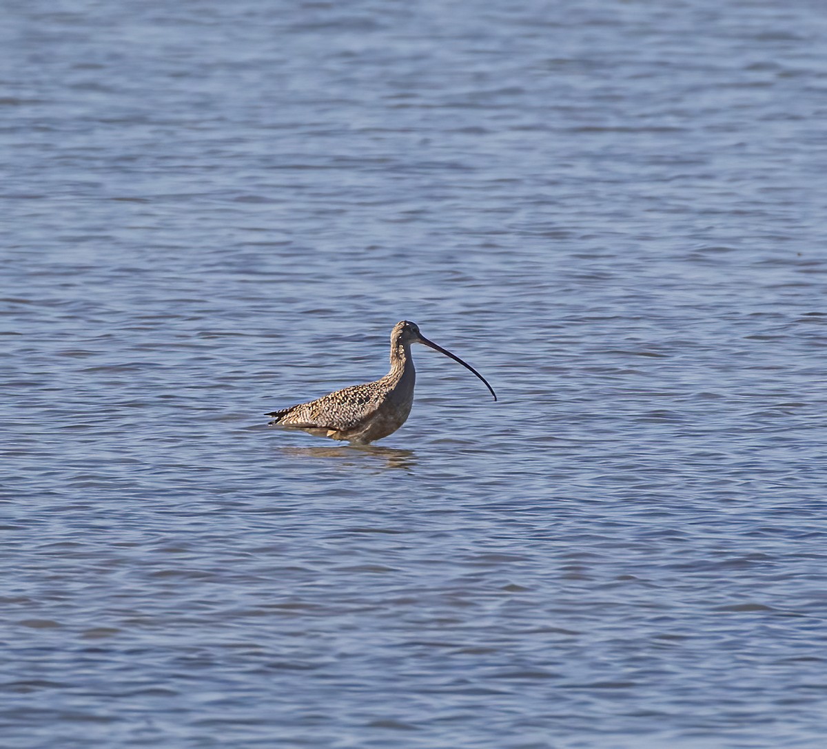 Long-billed Curlew - ML619089764