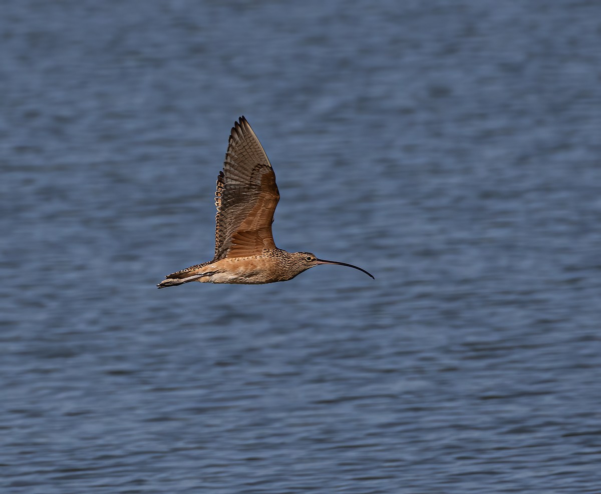 Long-billed Curlew - ML619089765