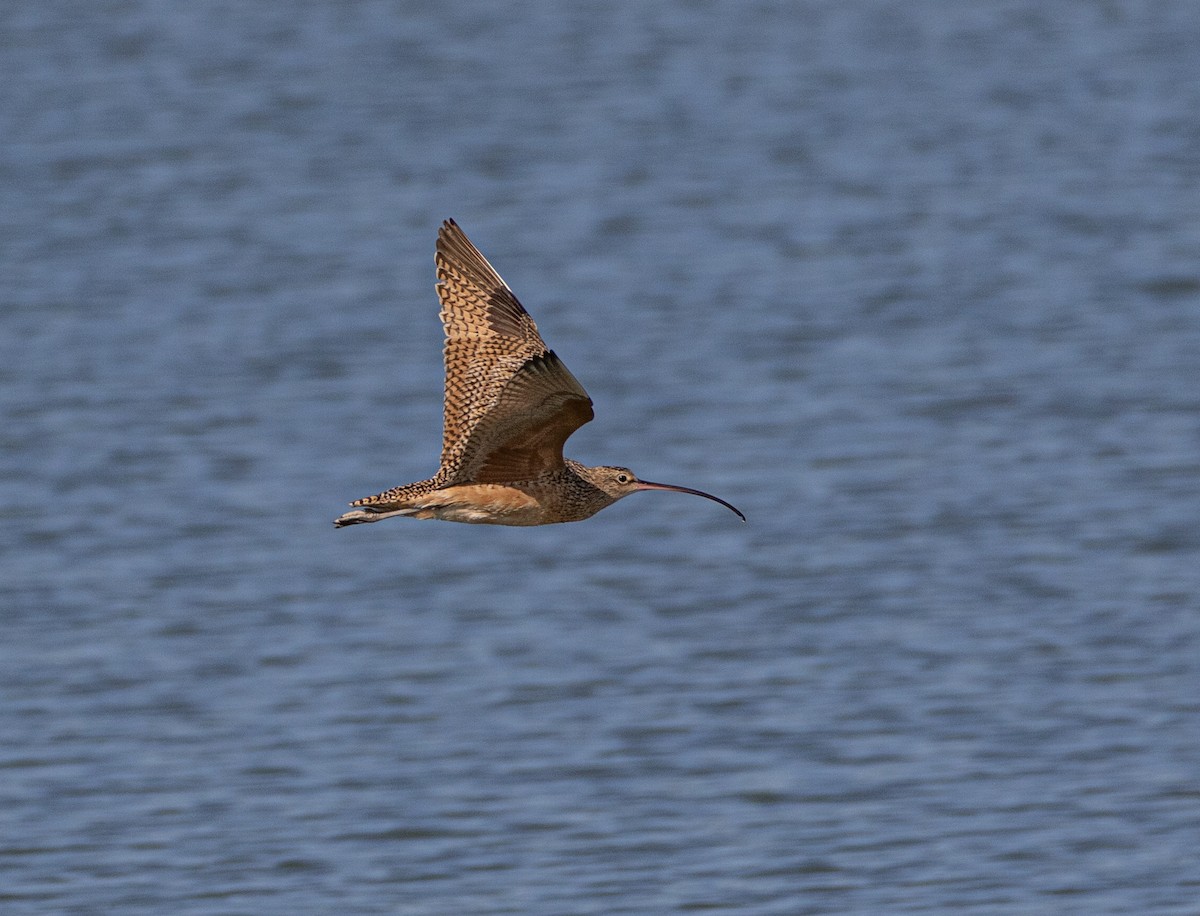 Long-billed Curlew - ML619089766