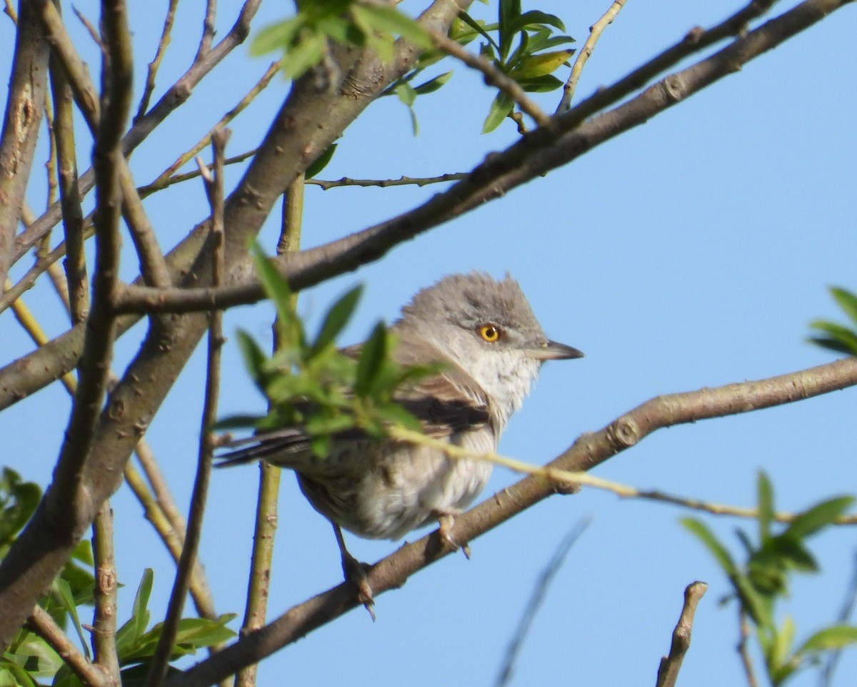 Barred Warbler - Franciszek Konrad