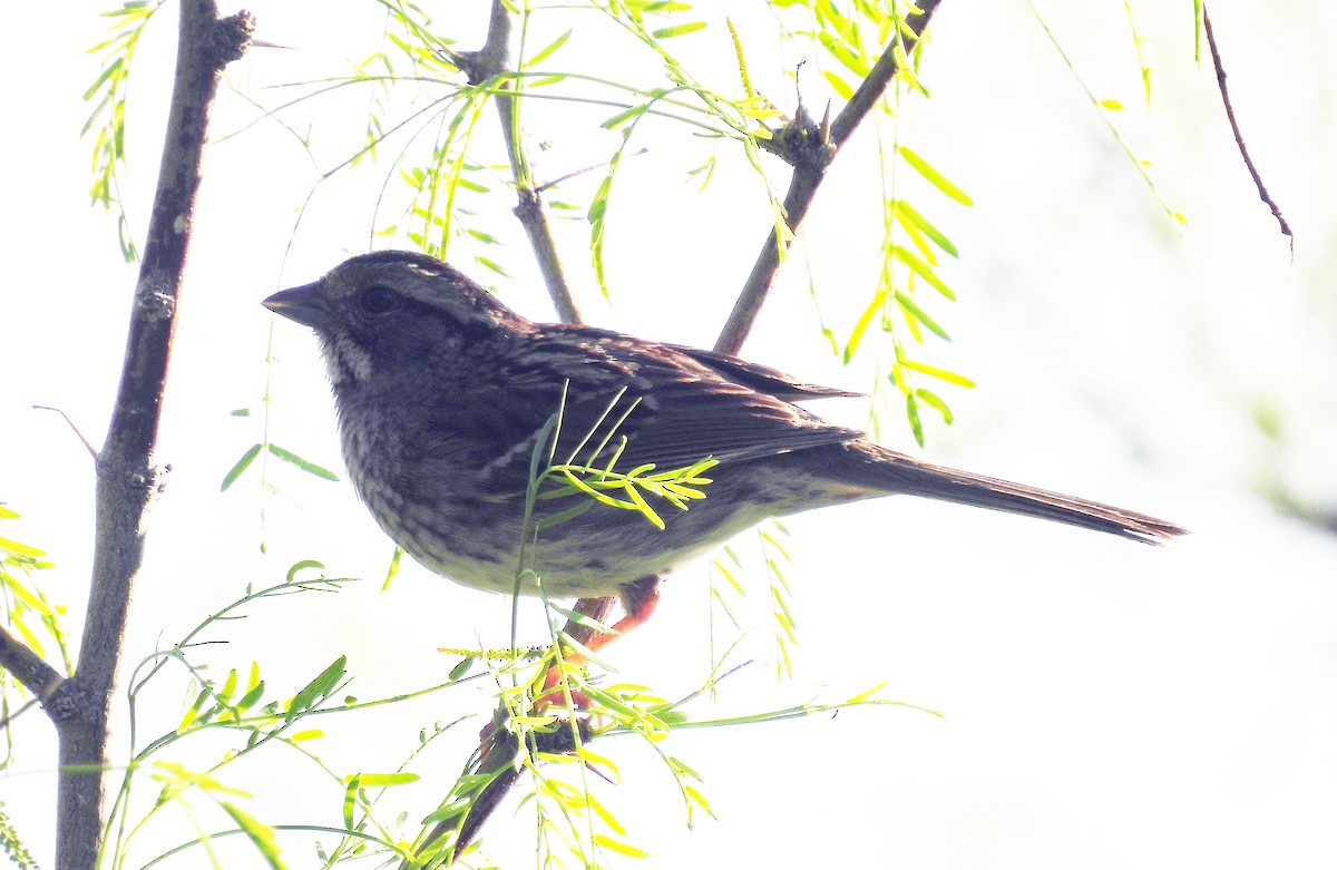 White-throated Sparrow - Corey S.