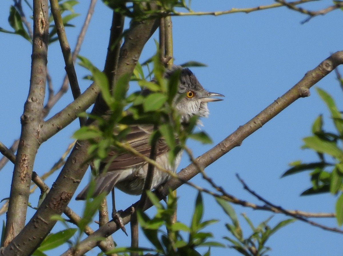 Barred Warbler - ML619089801