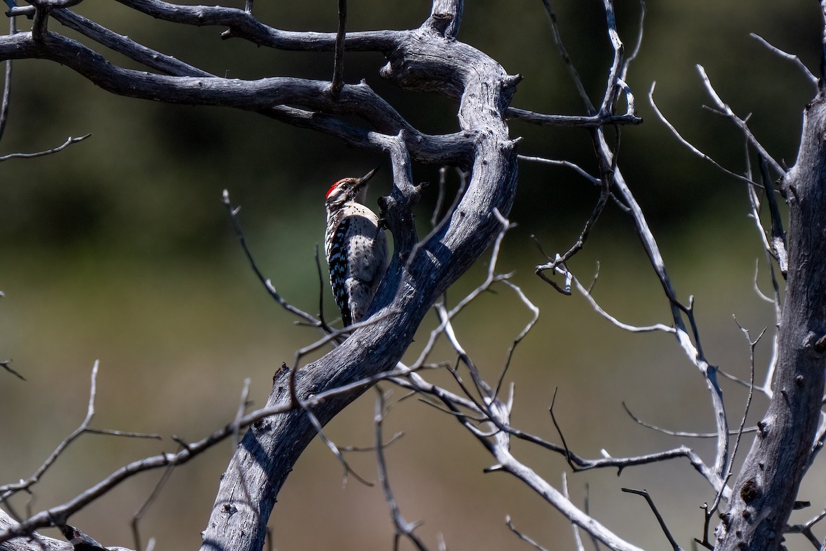 Ladder-backed Woodpecker - ML619089804