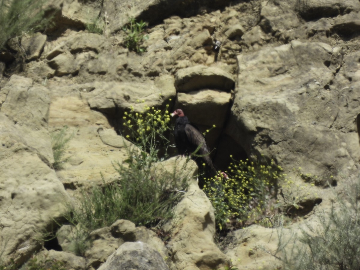 Turkey Vulture - ML619089805