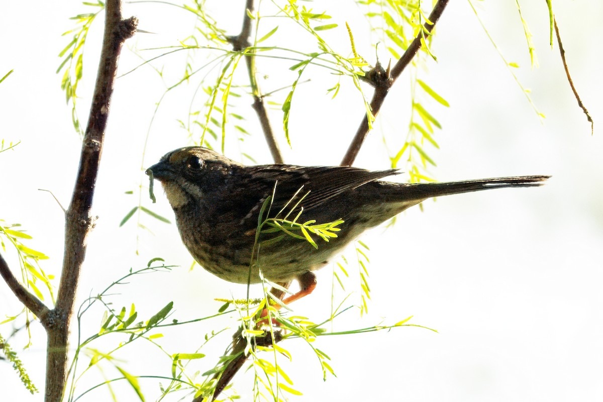 White-throated Sparrow - Corey S.