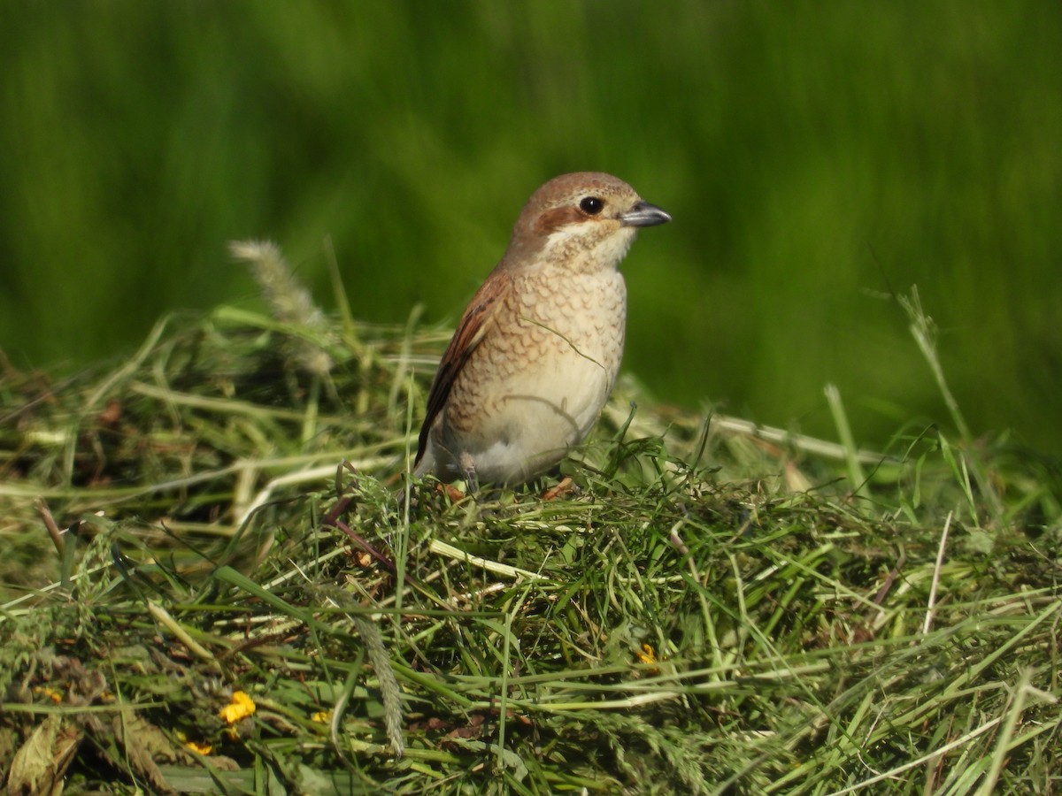 Red-backed Shrike - Franciszek Konrad