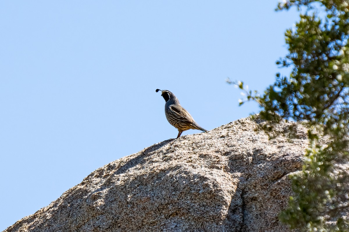 California Quail - ML619089817