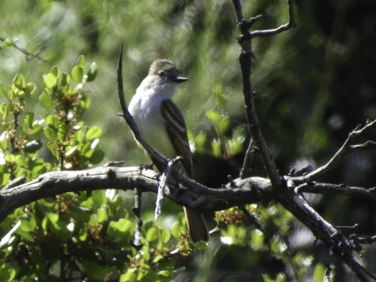 Ash-throated Flycatcher - Astrid Taen