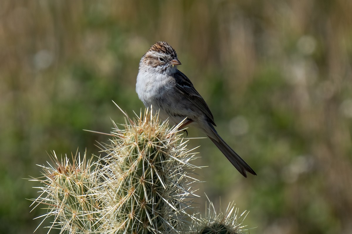 Brewer's Sparrow - ML619089820