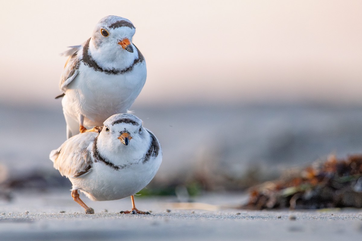 Piping Plover - Maceo Susi