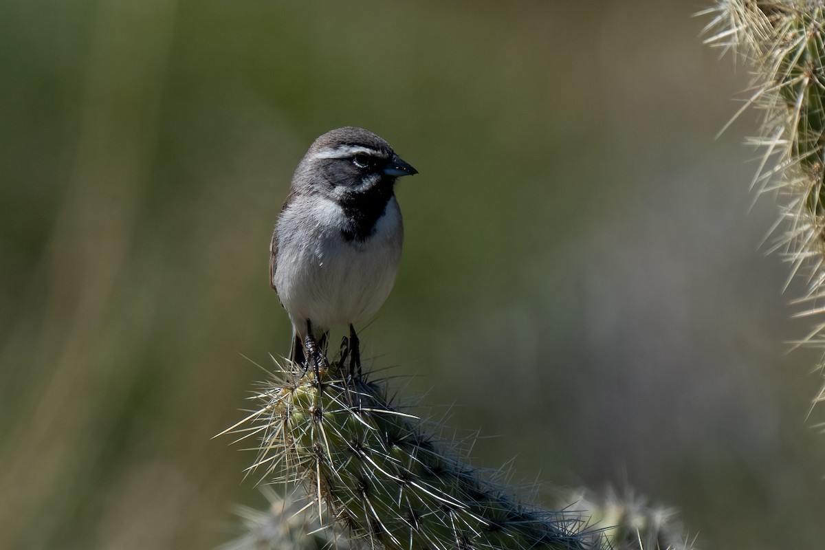 Black-throated Sparrow - Andrea C