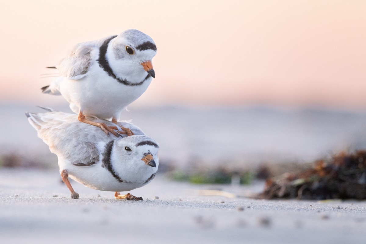 Piping Plover - Maceo Susi