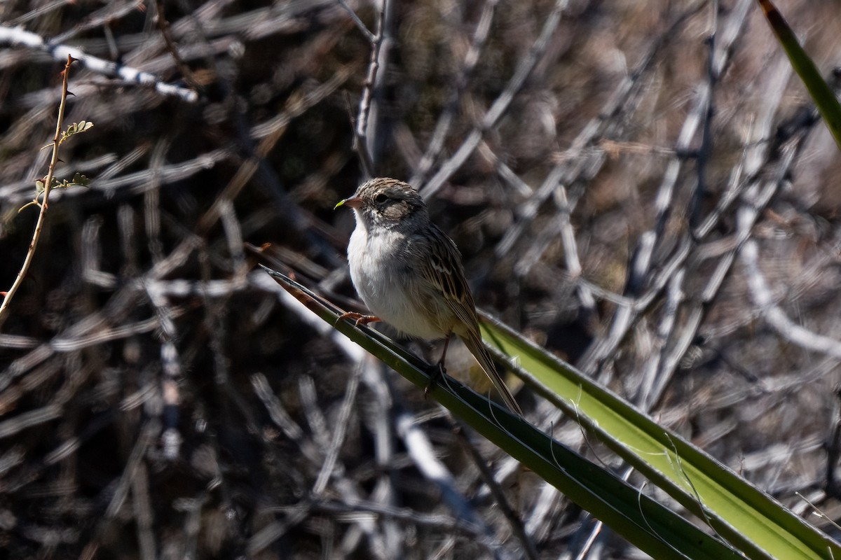 Brewer's Sparrow - Andrea C